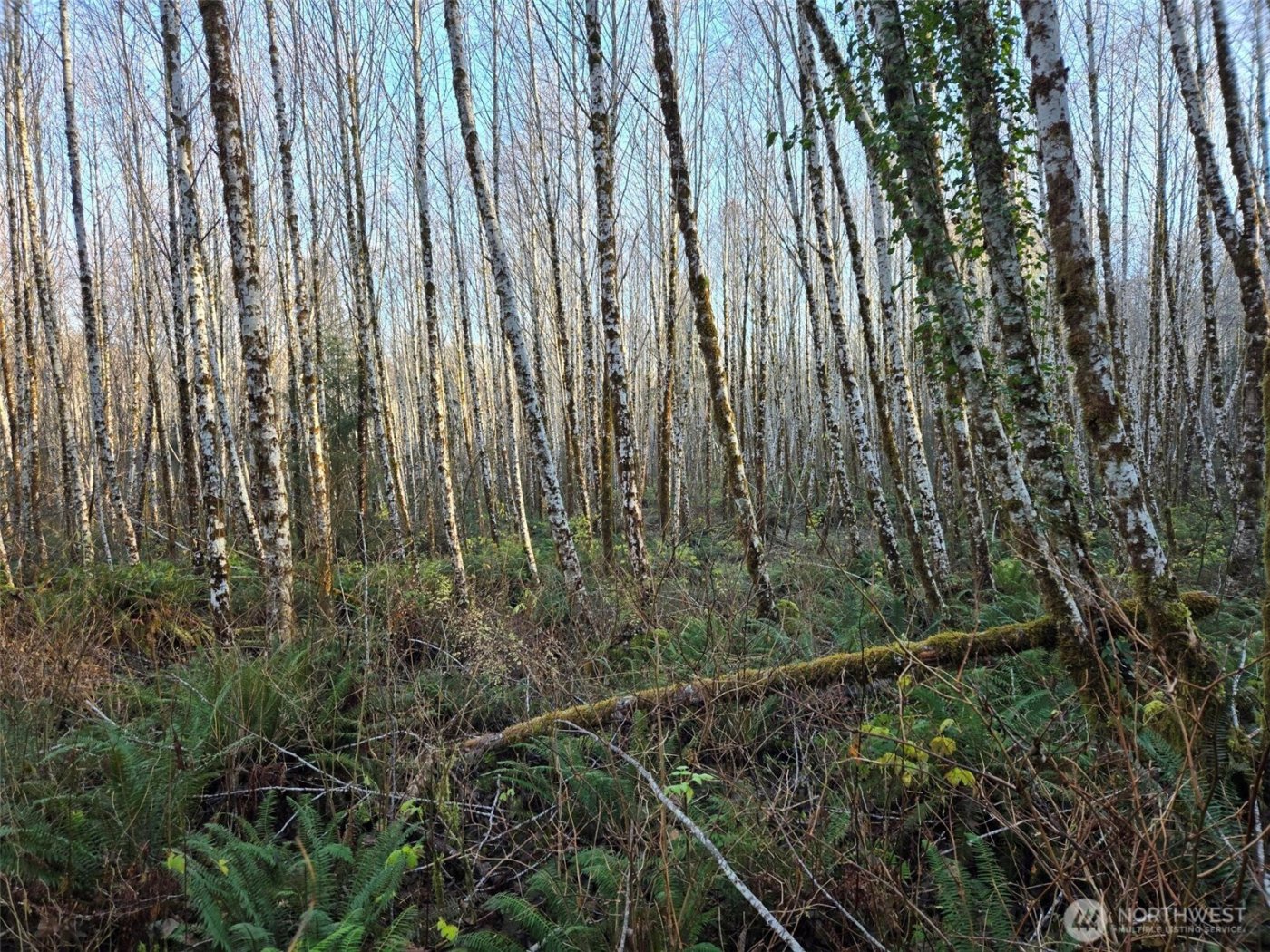 0 MP 15.8 North River Road , Cosmopolis, WA 98537