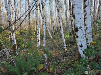 0 MP 15.8 North River Road , Cosmopolis, WA 98537 - Photo 6