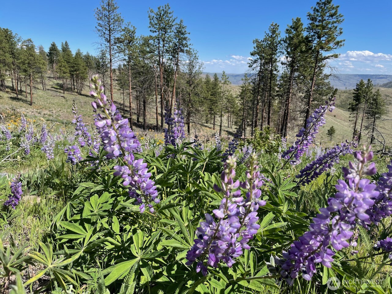 436 Antoine Creek Road #Lot E, Chelan, WA 98816