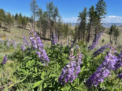 436 Antoine Creek Road #Lot E, Chelan, WA 98816 - Photo 17