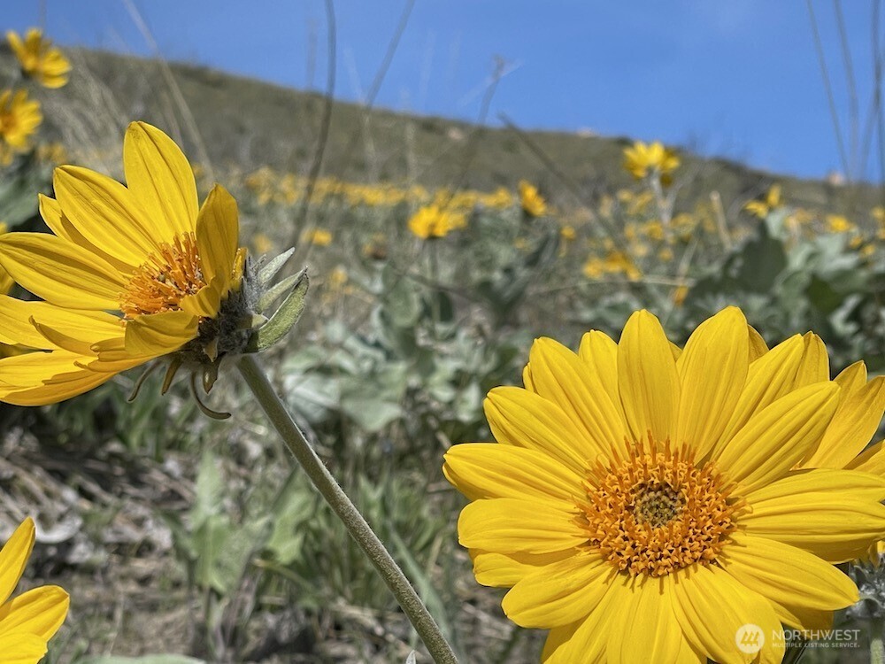 436 Antoine Creek Road #Lot E, Chelan, WA 98816