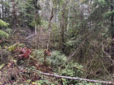 999 N Lake Cushman Drive , Hoodsport, WA 98548