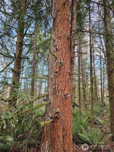 3017 Graf Road , Centralia, WA 98531 - Photo 11