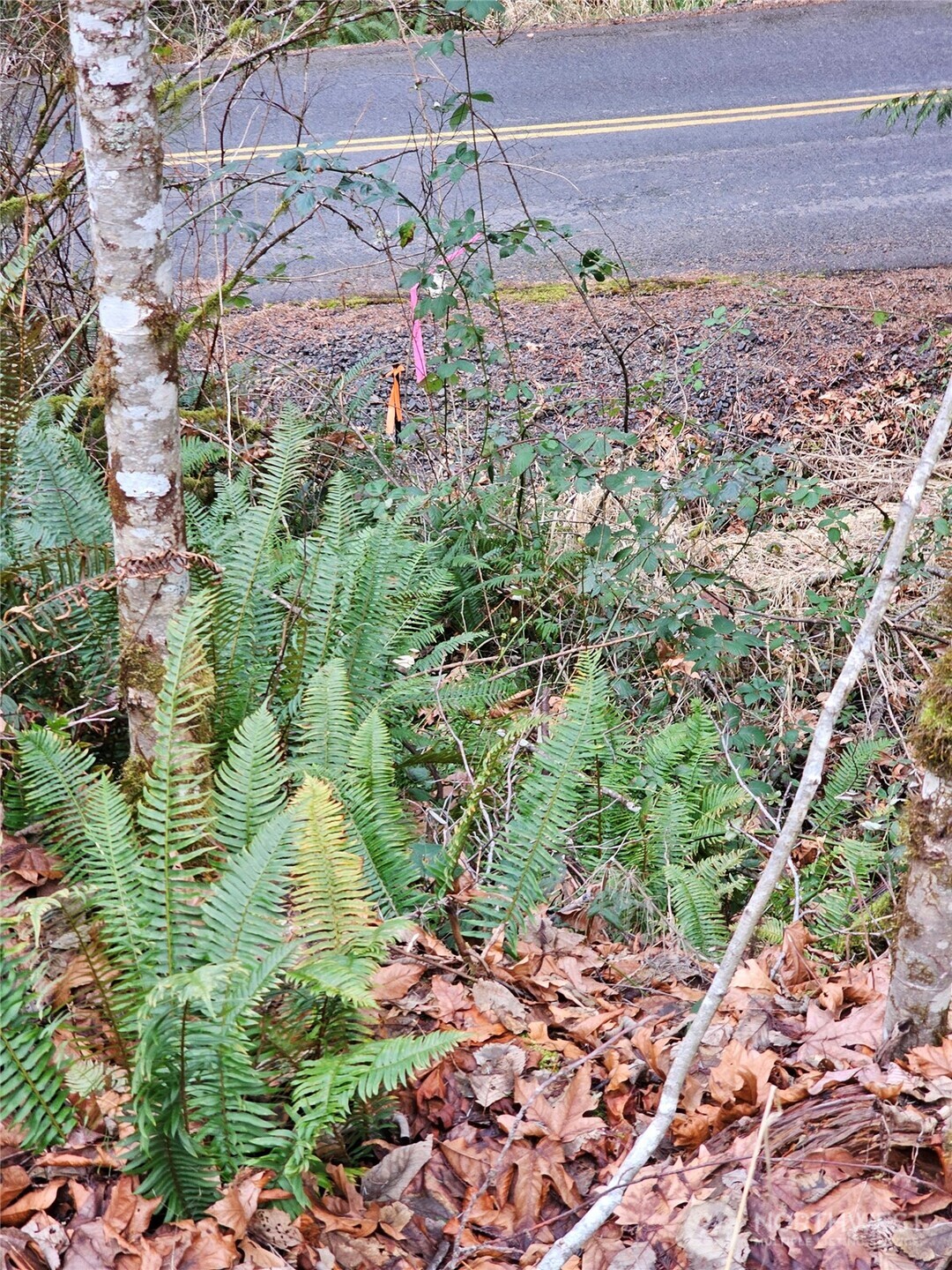 3017 Graf Road , Centralia, WA 98531