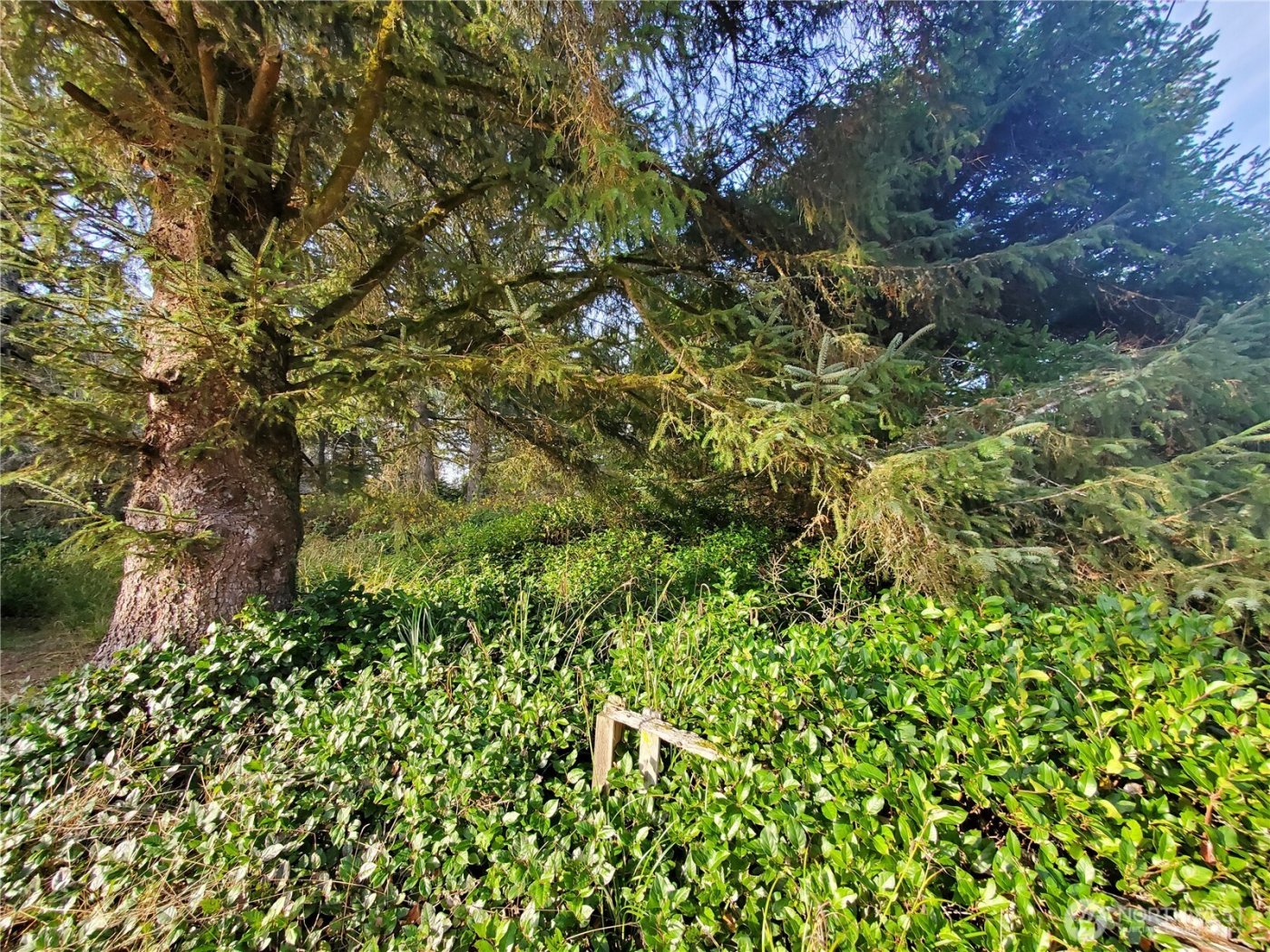 407 Mount Olympus Avenue SE, Ocean Shores, WA 98569