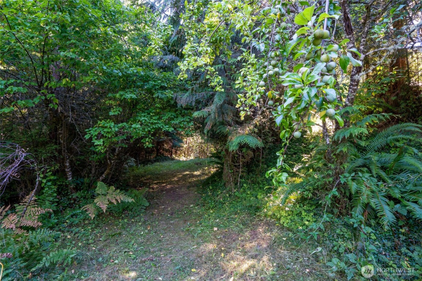 31729 558th St E , Ashford, WA 98304