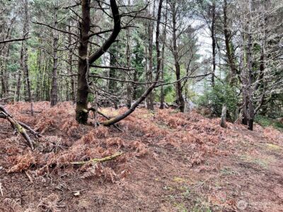 1301 178th Place W, Long Beach, WA 98631 - Photo 10