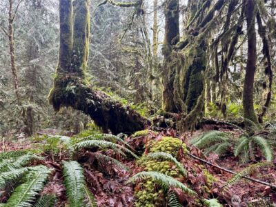 64315 Lookout Mountain Loop #170, Marblemount, WA 98267 - Photo 20