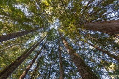 0 Firestation Avenue NW, Seabeck, WA 98380 - Photo 19