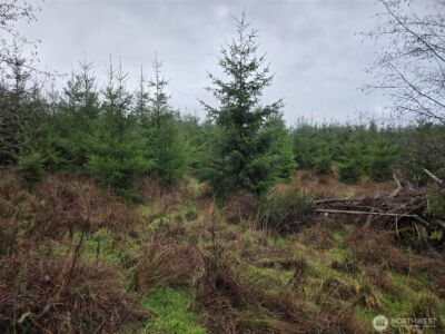 0 End of Smith Road , Centralia, WA 98531 - Photo 14