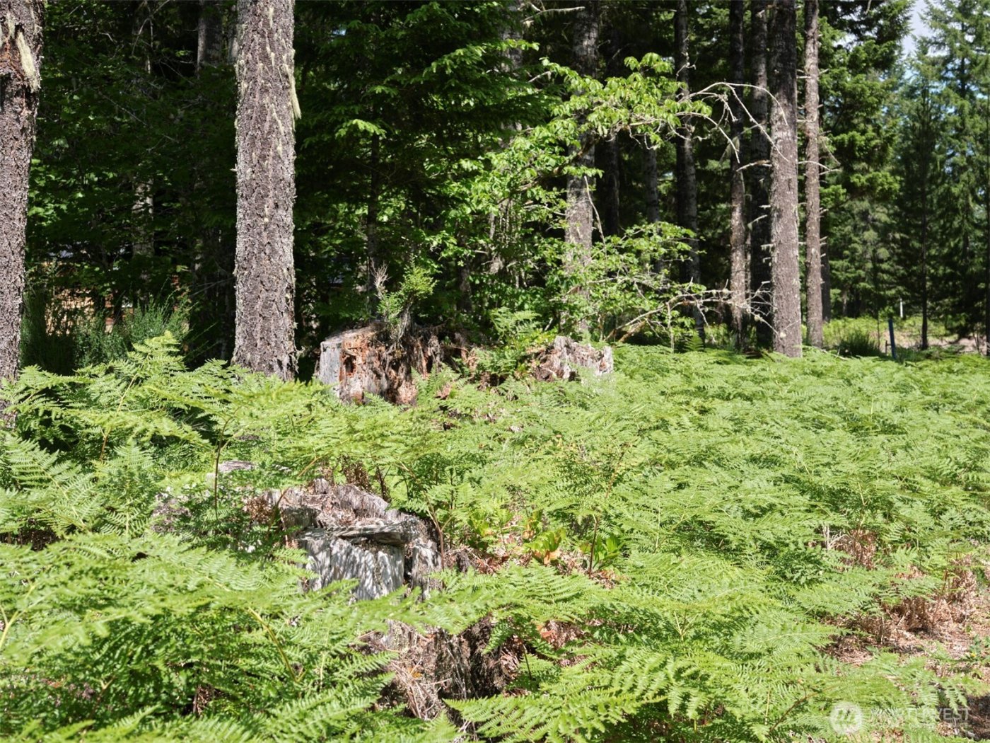 0 Phyllis Ann Block Court , Cougar, WA 98616