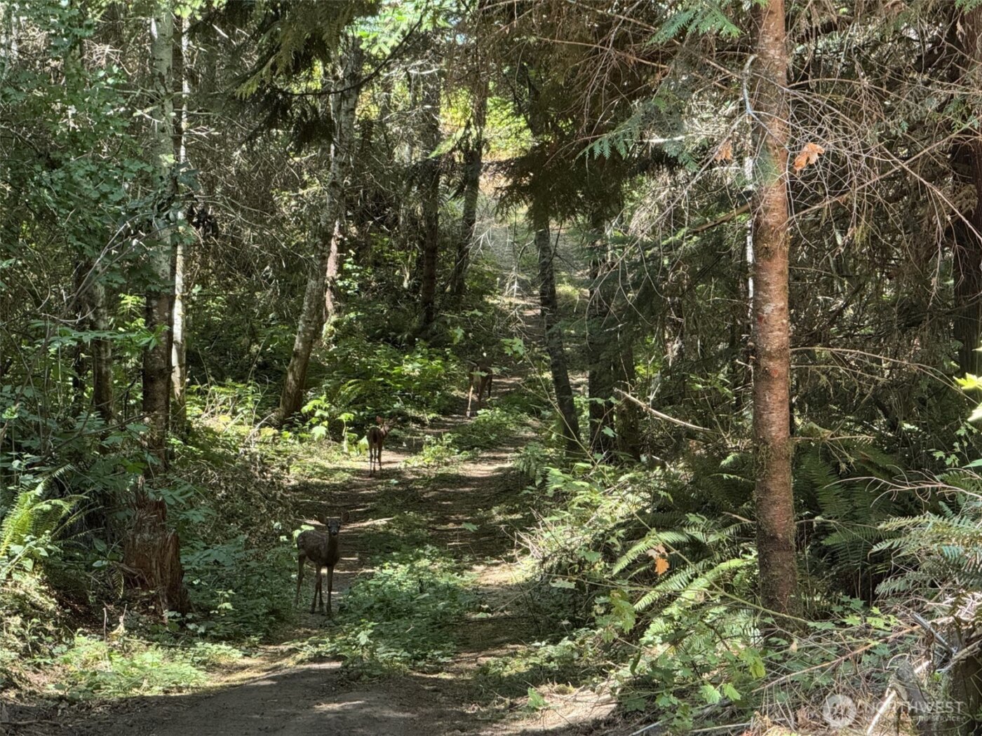 4 Skinner Road , Randle, WA 98377