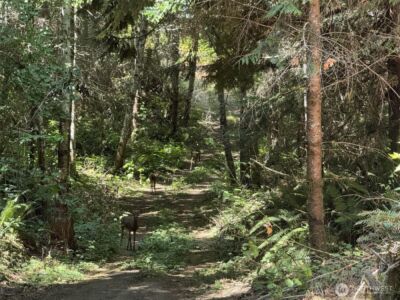 4 Skinner Road , Randle, WA 98377 - Photo 17