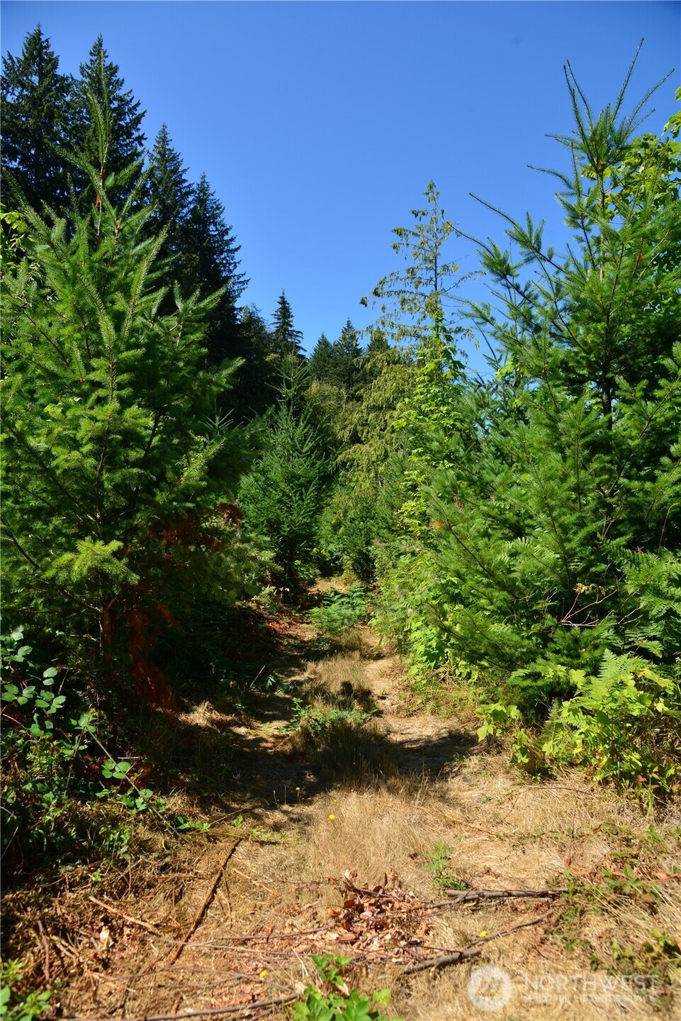 4 Skinner Road , Randle, WA 98377