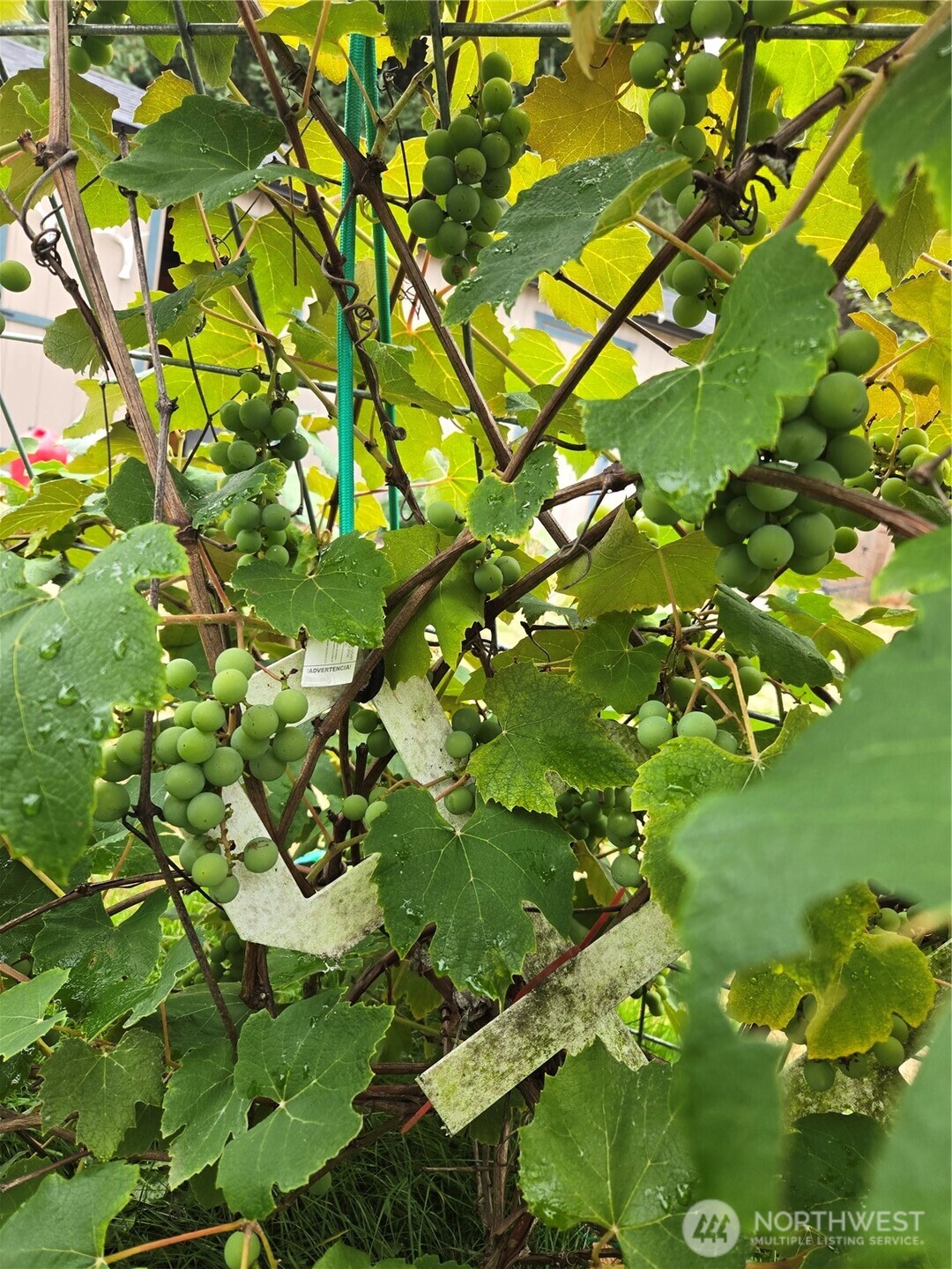 18434 Apricot Street SW, Rochester, WA 98579