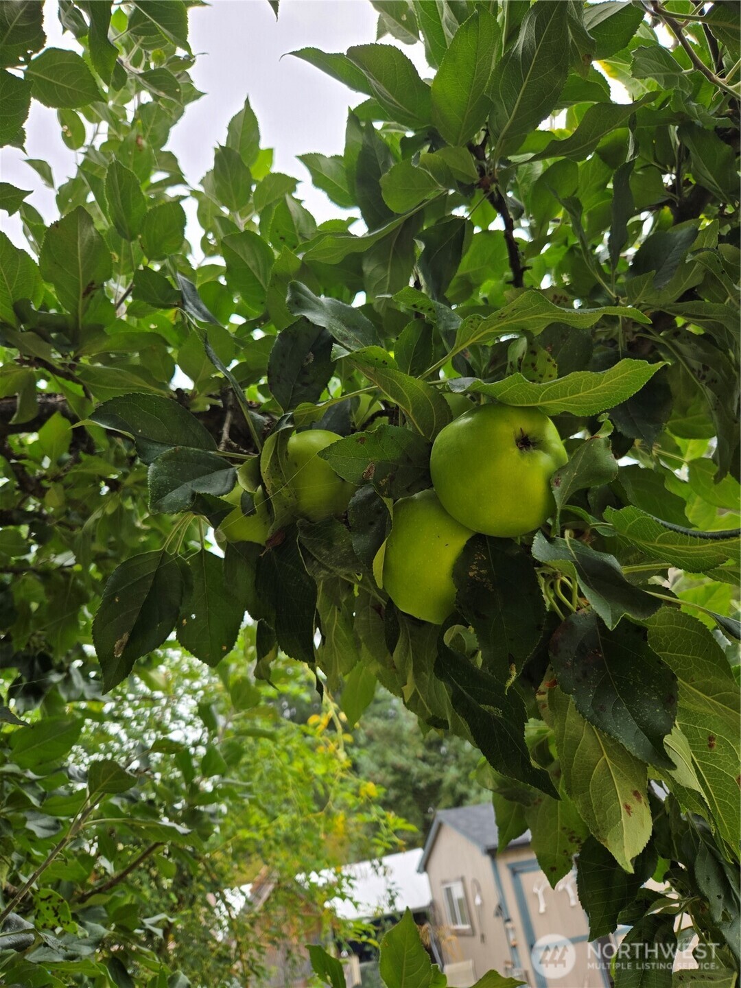 18434 Apricot Street SW, Rochester, WA 98579