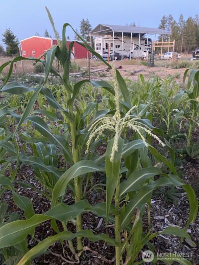35000 Miles Creston Road N, Creston, WA 99117 - Photo 15