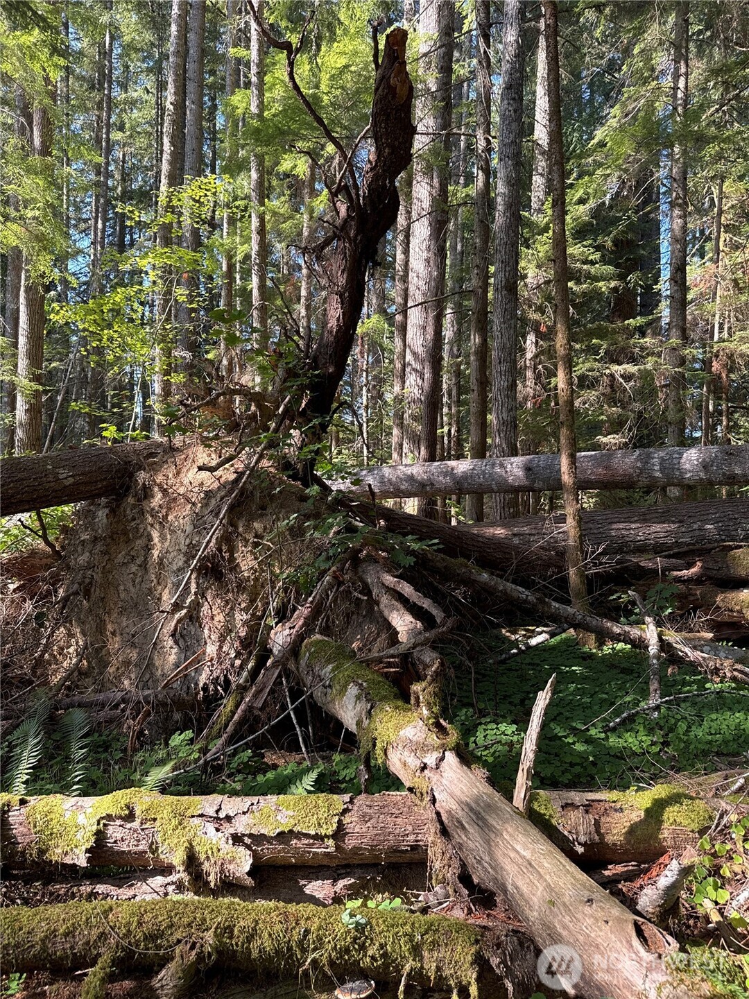 0 Mineral Creek Road N, Mineral, WA 98355