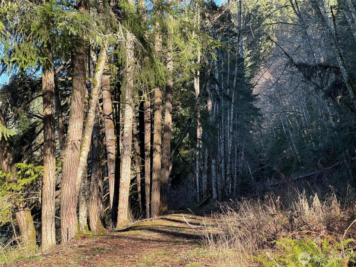 0 Mineral Creek Road N, Mineral, WA 98355