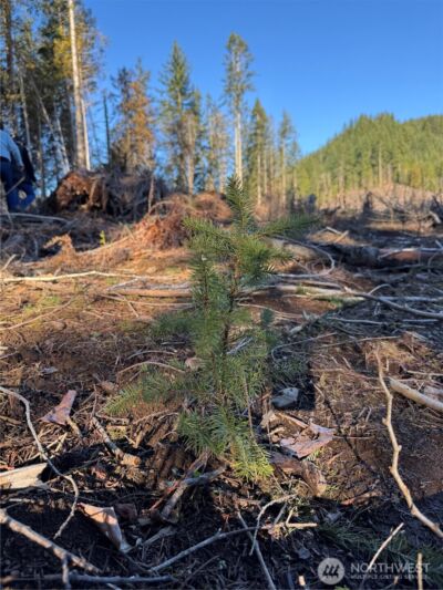 0 Mineral Creek Road N, Mineral, WA 98355 - Photo 31