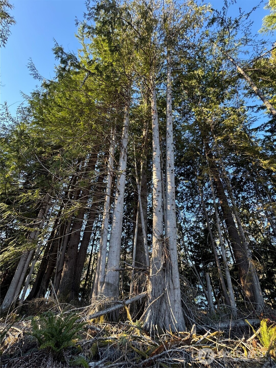 0 Mineral Creek Road N, Mineral, WA 98355