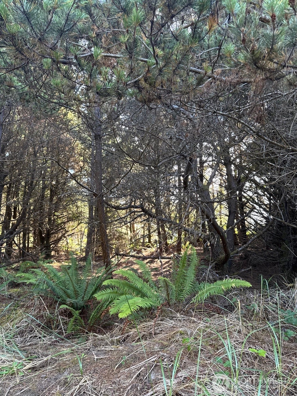 26707 J Lane , Ocean Park, WA 98640