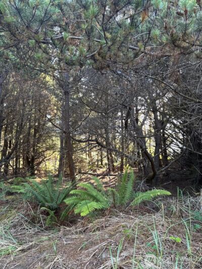 26707 J Lane , Ocean Park, WA 98640 - Photo 14