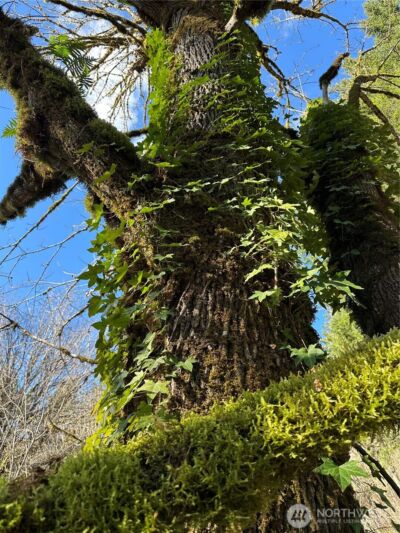 12832 Hunter Road SW, Rochester, WA 98579 - Photo 34