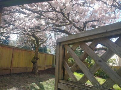 8129 NE 131st Street , Kirkland, WA 98034-2523 - Photo 33