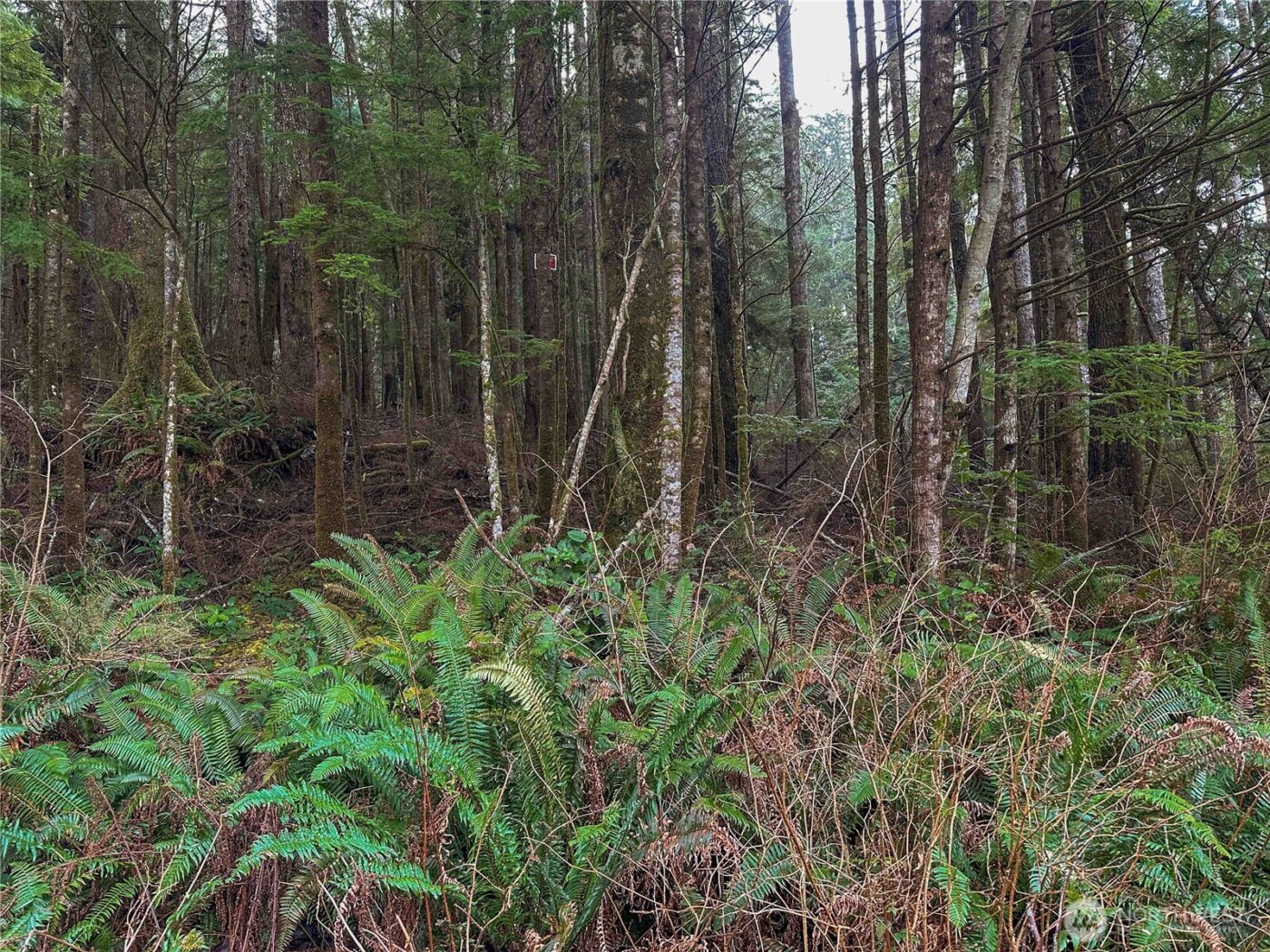 0 TR 15 Salal Drive , Copalis Beach, WA 98535