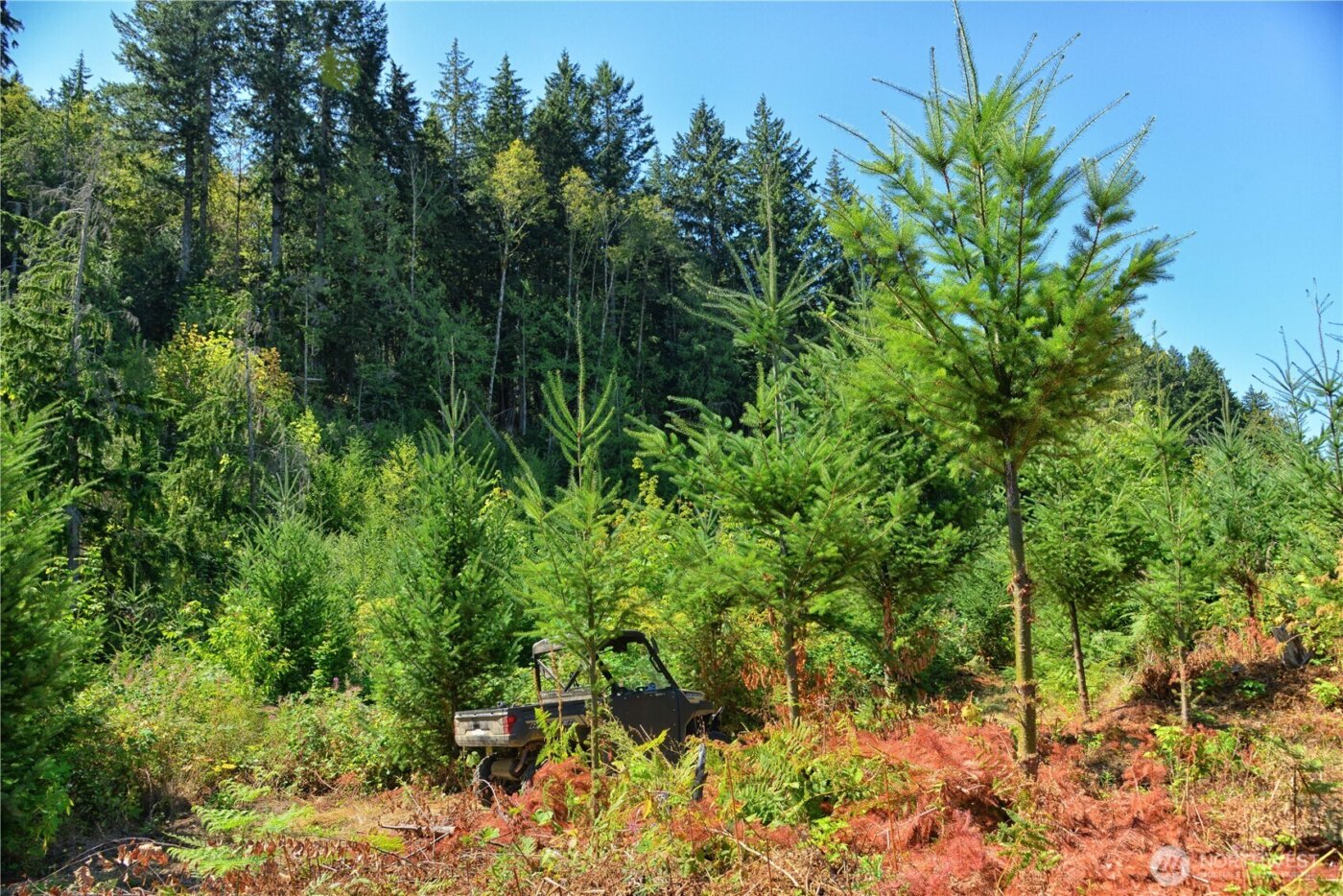 3 Skinner Road , Randle, WA 98377