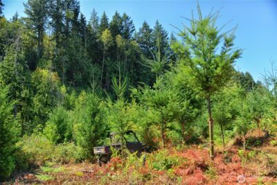 3 Skinner Road , Randle, WA 98377 - Photo 12