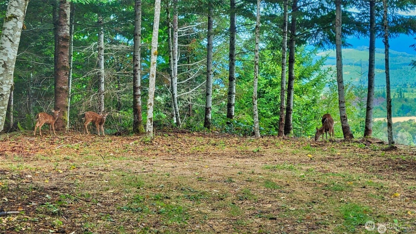 3 Skinner Road , Randle, WA 98377