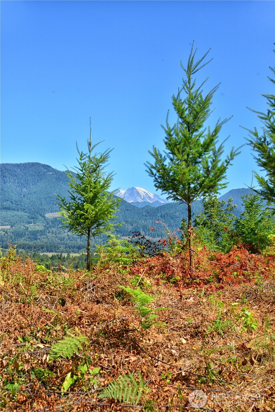 3 Skinner Road , Randle, WA 98377