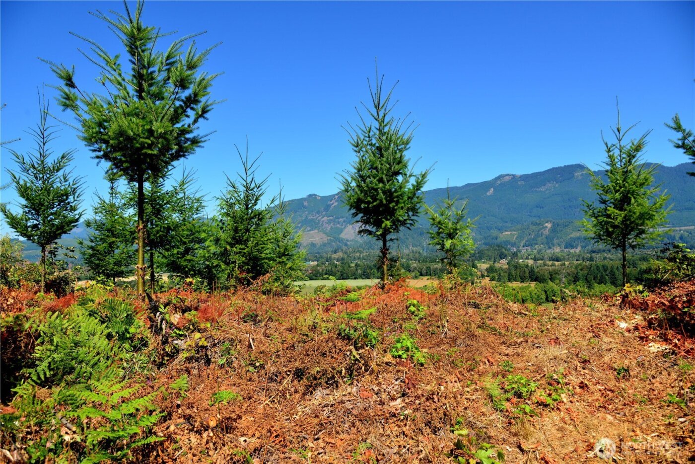 3 Skinner Road , Randle, WA 98377