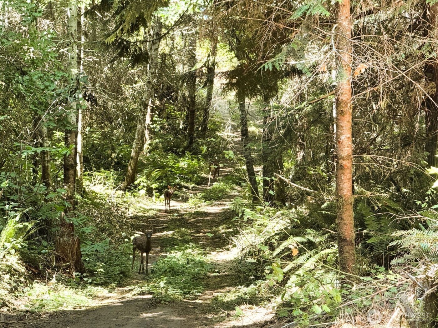 3 Skinner Road , Randle, WA 98377