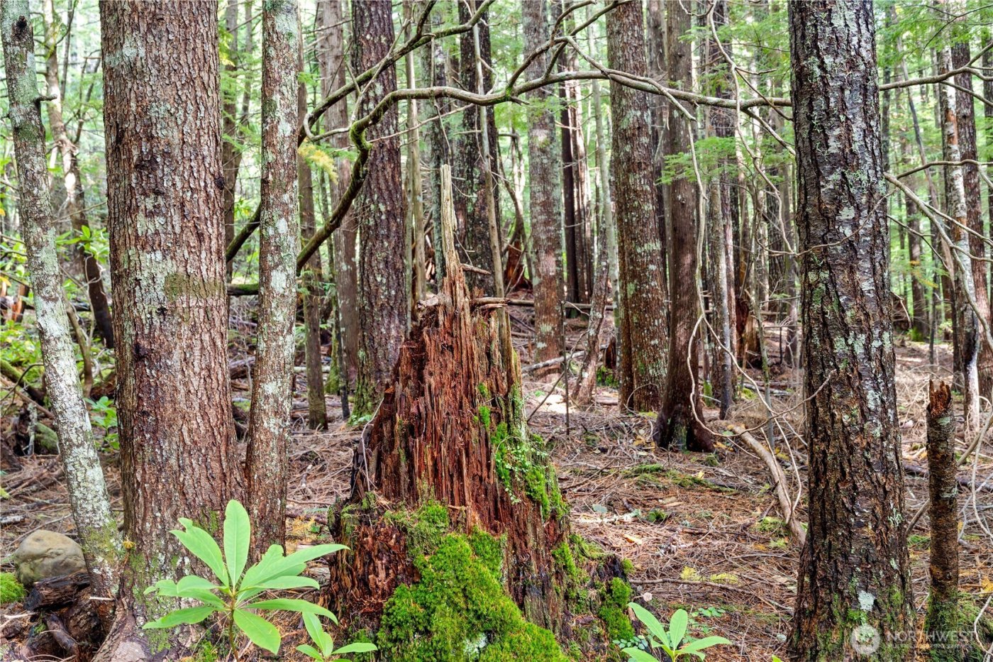 1350 N Hilltop Loop Road , Hoodsport, WA 98548