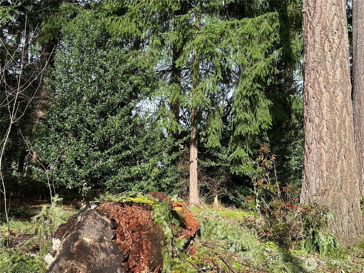 15827 Lawrence Place SE, Yelm, WA 98597