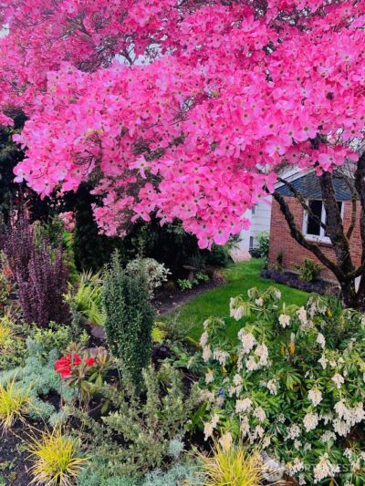 5218 Ivanhoe Place NE, Seattle, WA 98105 - Photo 39