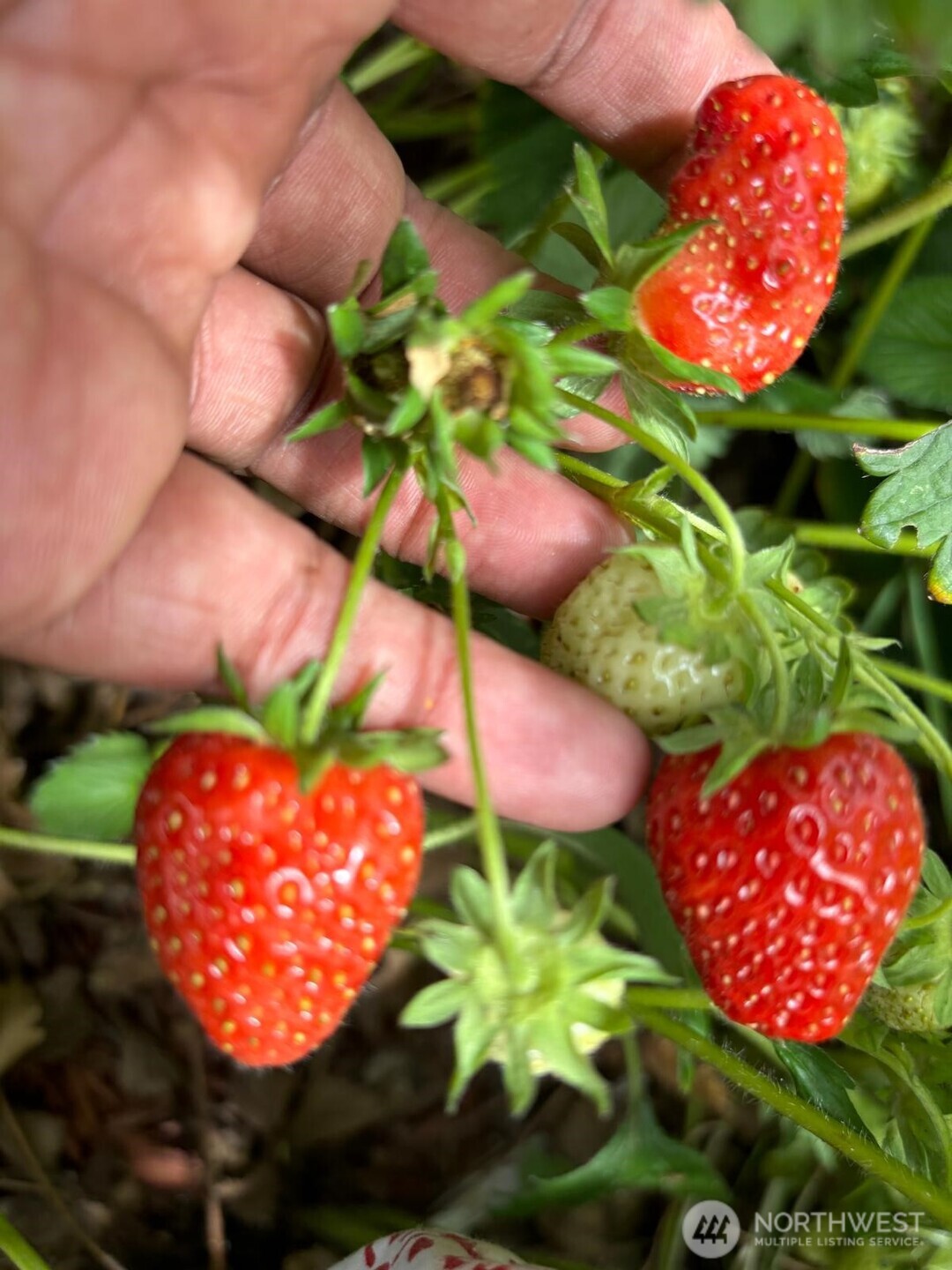 1013 233rd Place NE, Sammamish, WA 98074