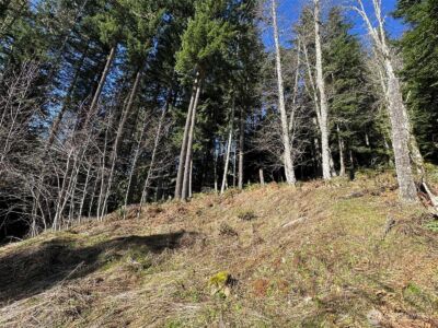 9999 Lake Dawn Road , Port Angeles, WA 98362 - Photo 14