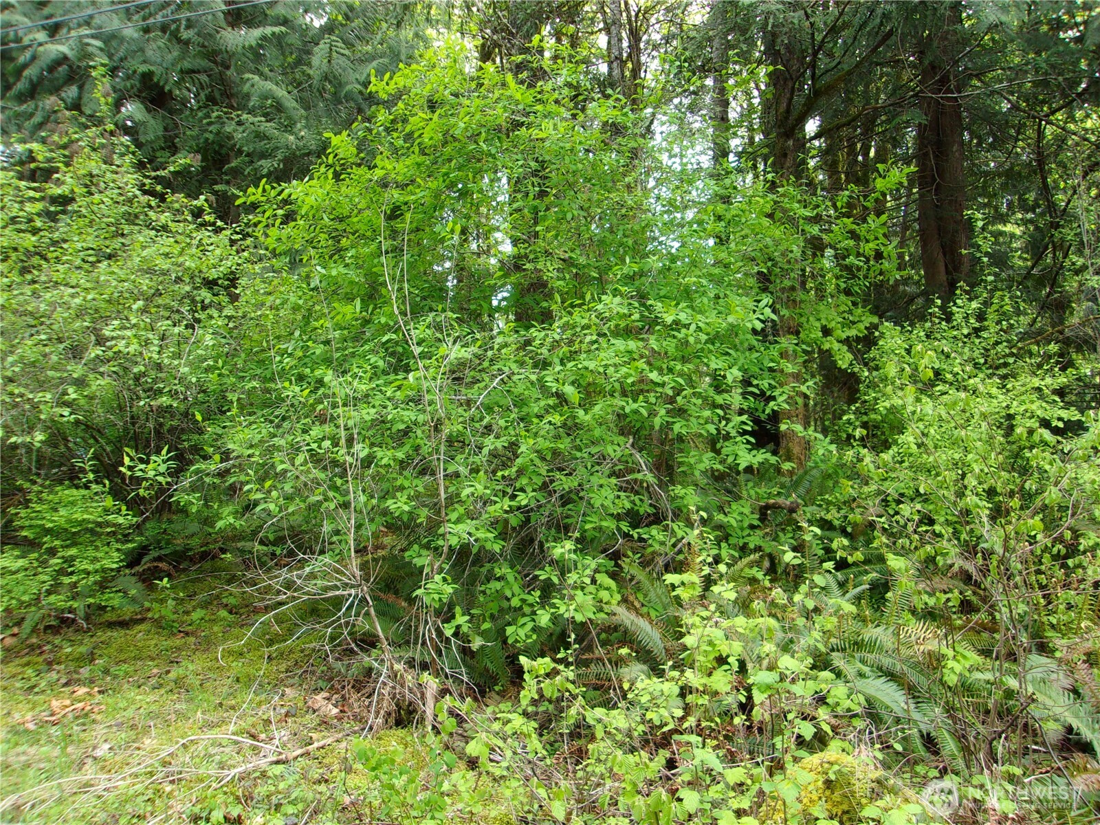 0 River Road , Brinnon, WA 98320