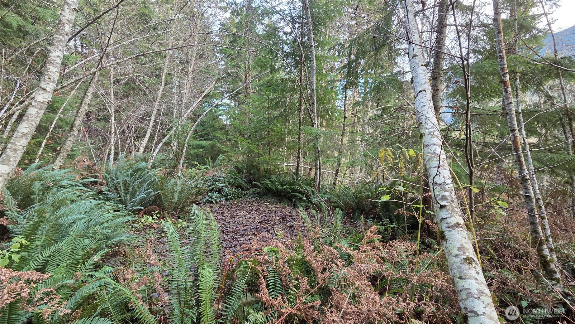 0 Kautz Place , Ashford, WA 98304