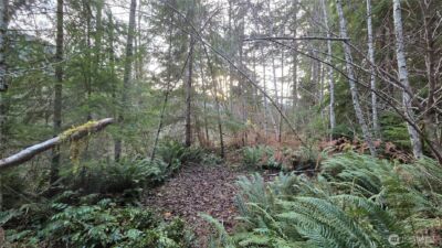 0 Kautz Place , Ashford, WA 98304 - Photo 3