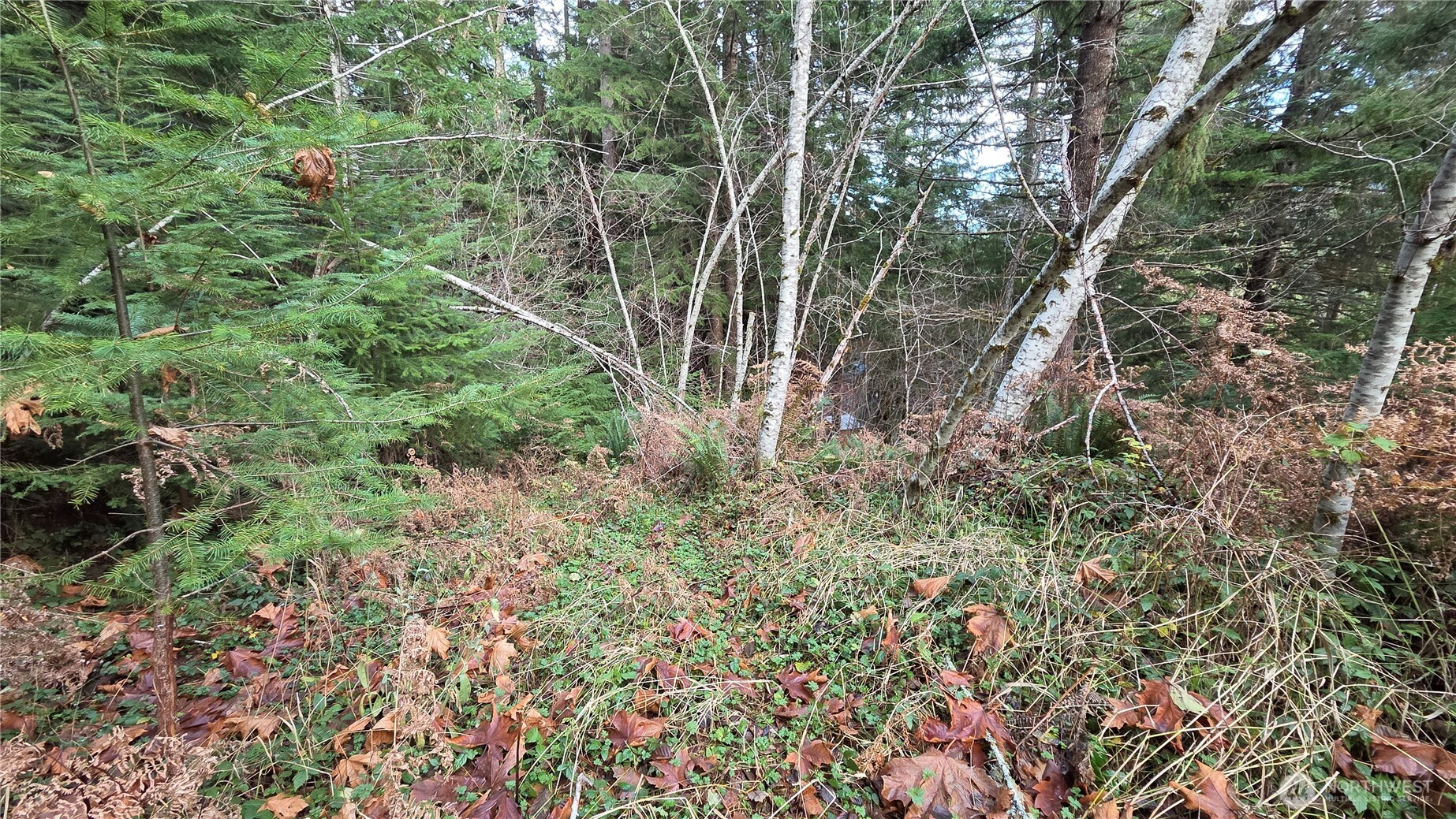 0 Kautz Place , Ashford, WA 98304