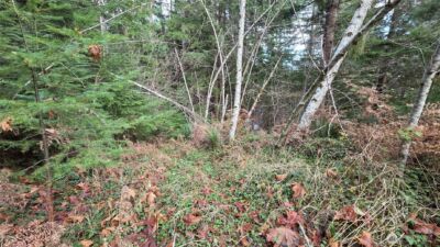 0 Kautz Place , Ashford, WA 98304 - Photo 5