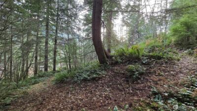 0 Kautz Place , Ashford, WA 98304 - Photo 7