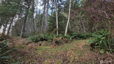 0 Kautz Place , Ashford, WA 98304 - Photo 10