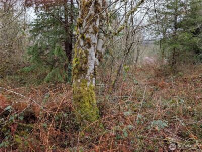427 XX 156th Street SE, Gold Bar, WA 98251 - Photo 9