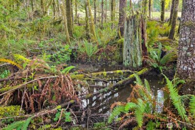 0 Silverwood Drive #C2, Castle Rock, WA 98611 - Photo 21